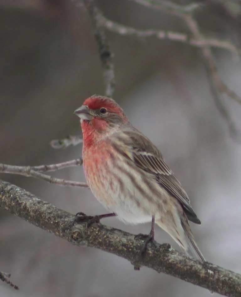 House Finch at Feeder. Photograph by Cynthia Young.