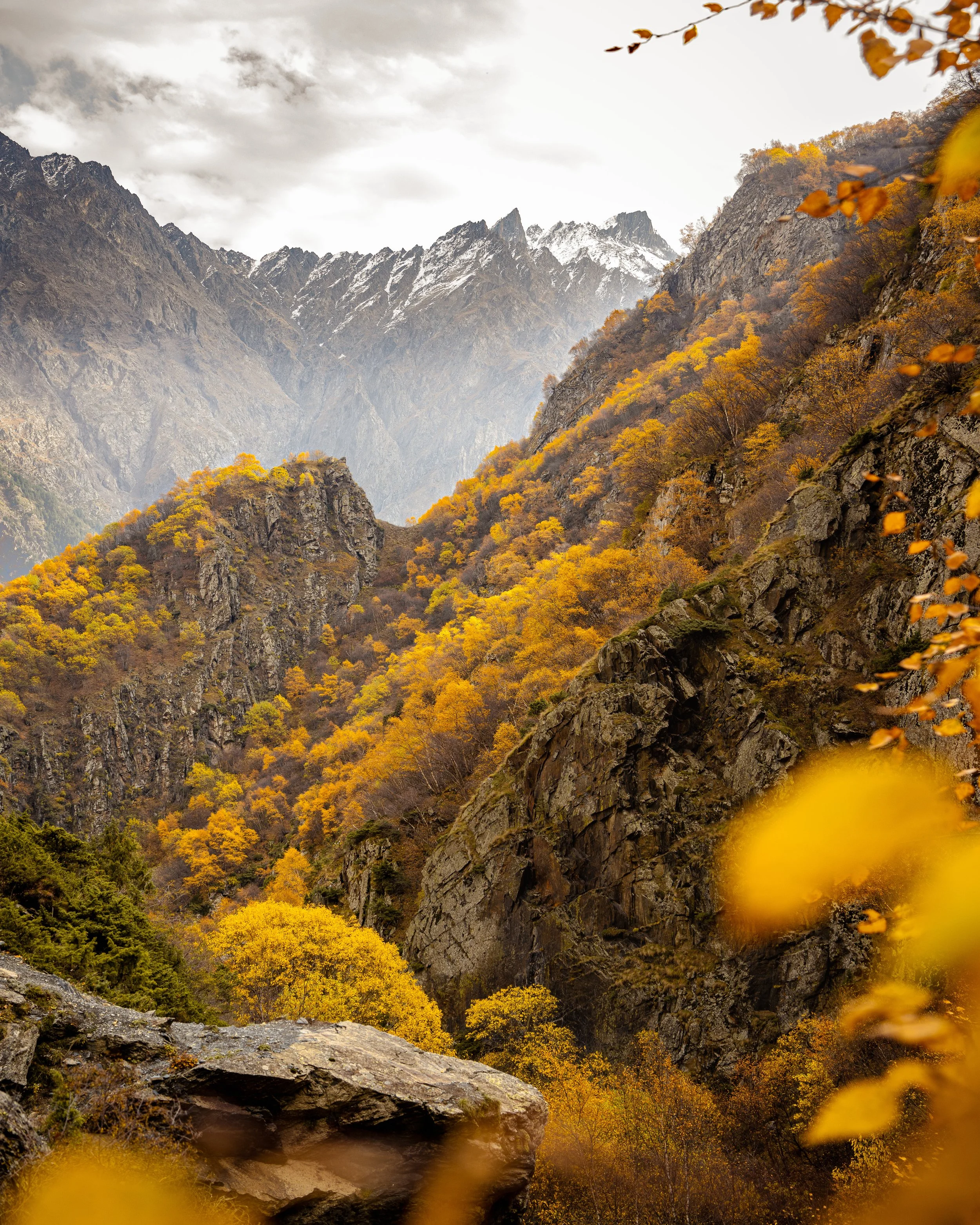 Through the Leaves.jpg