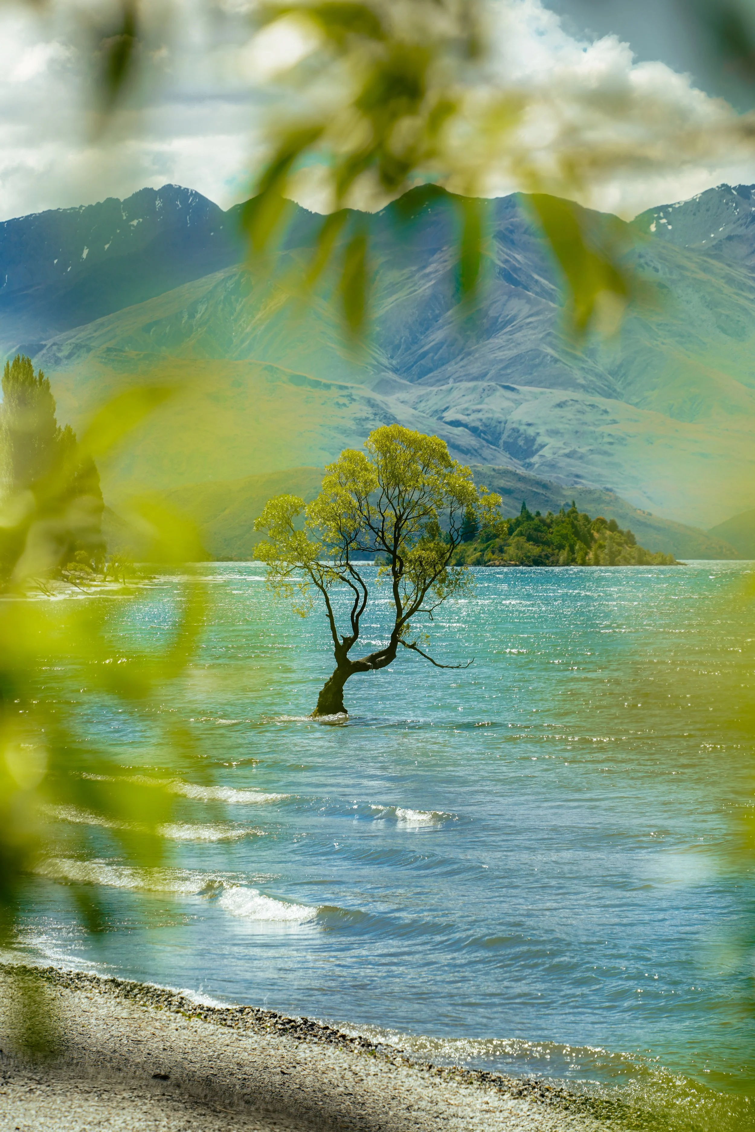 That Wanaka Tree.jpg
