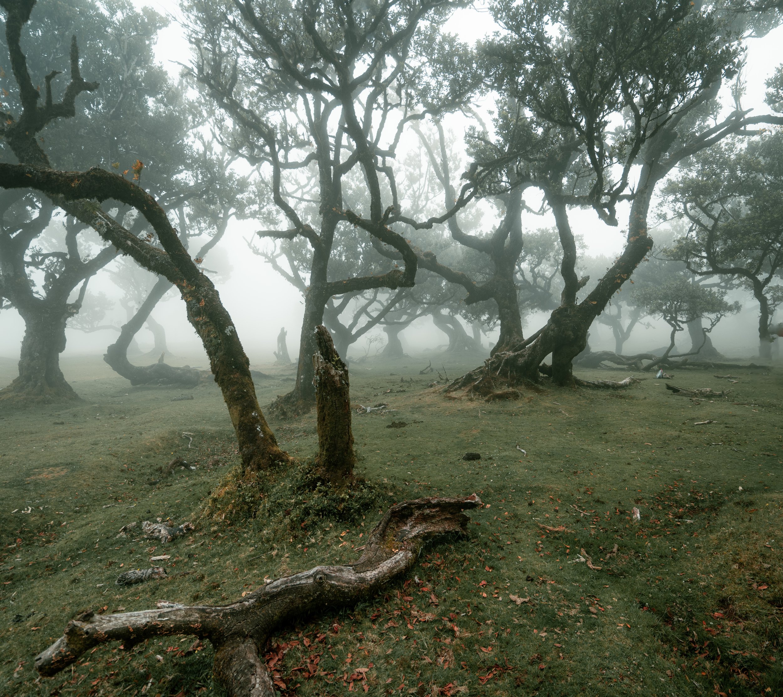 Lost in the Woods.jpg