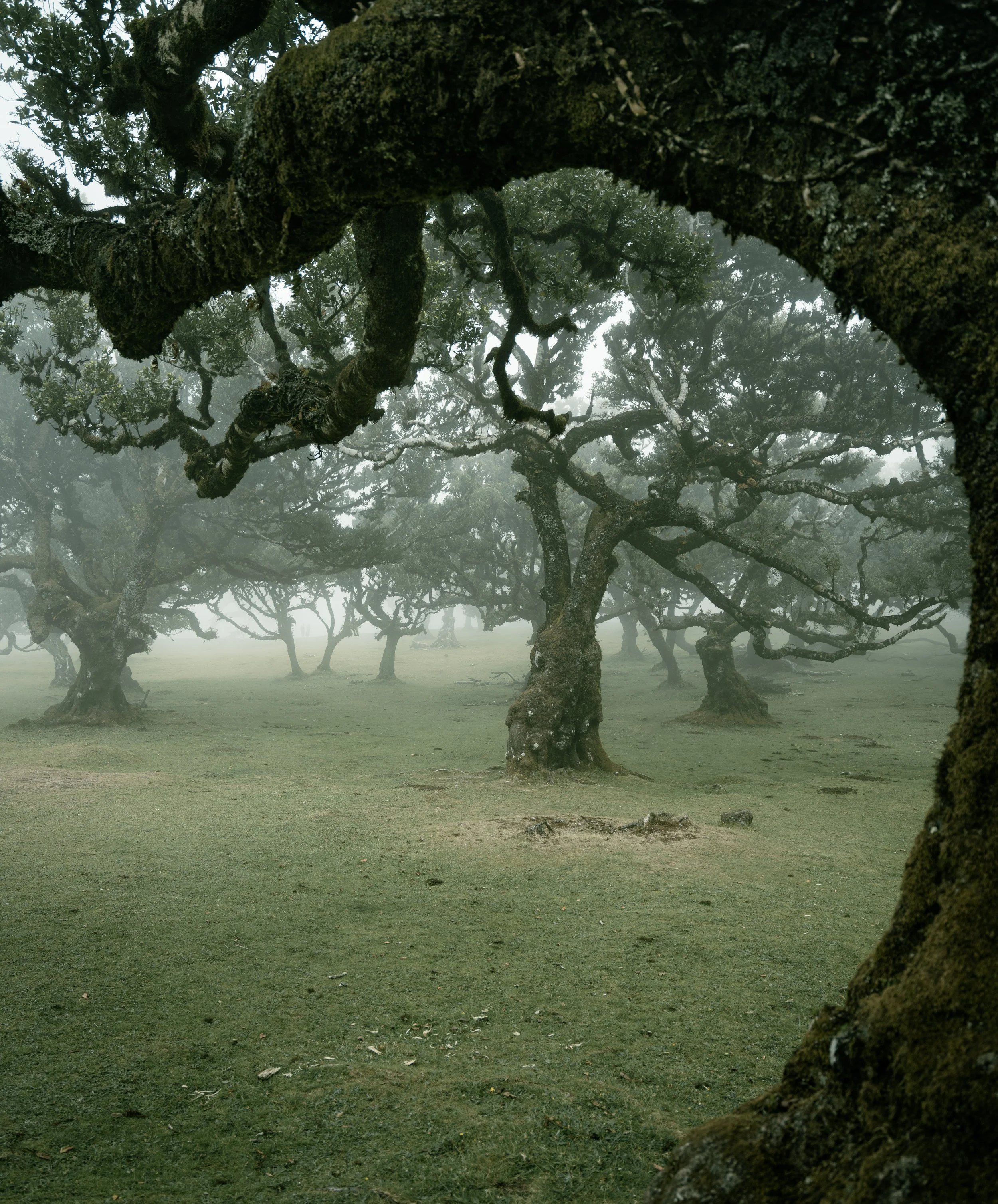 Lost forest.jpg