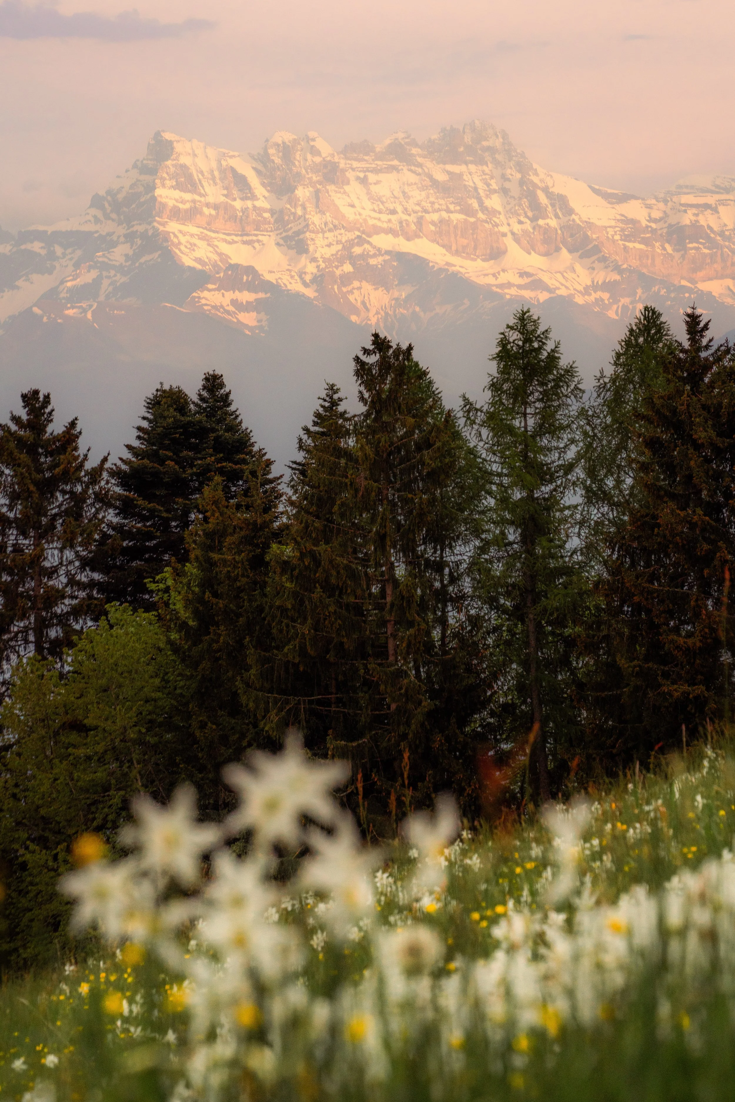 Narcissi in front of Dents du Midi.jpg