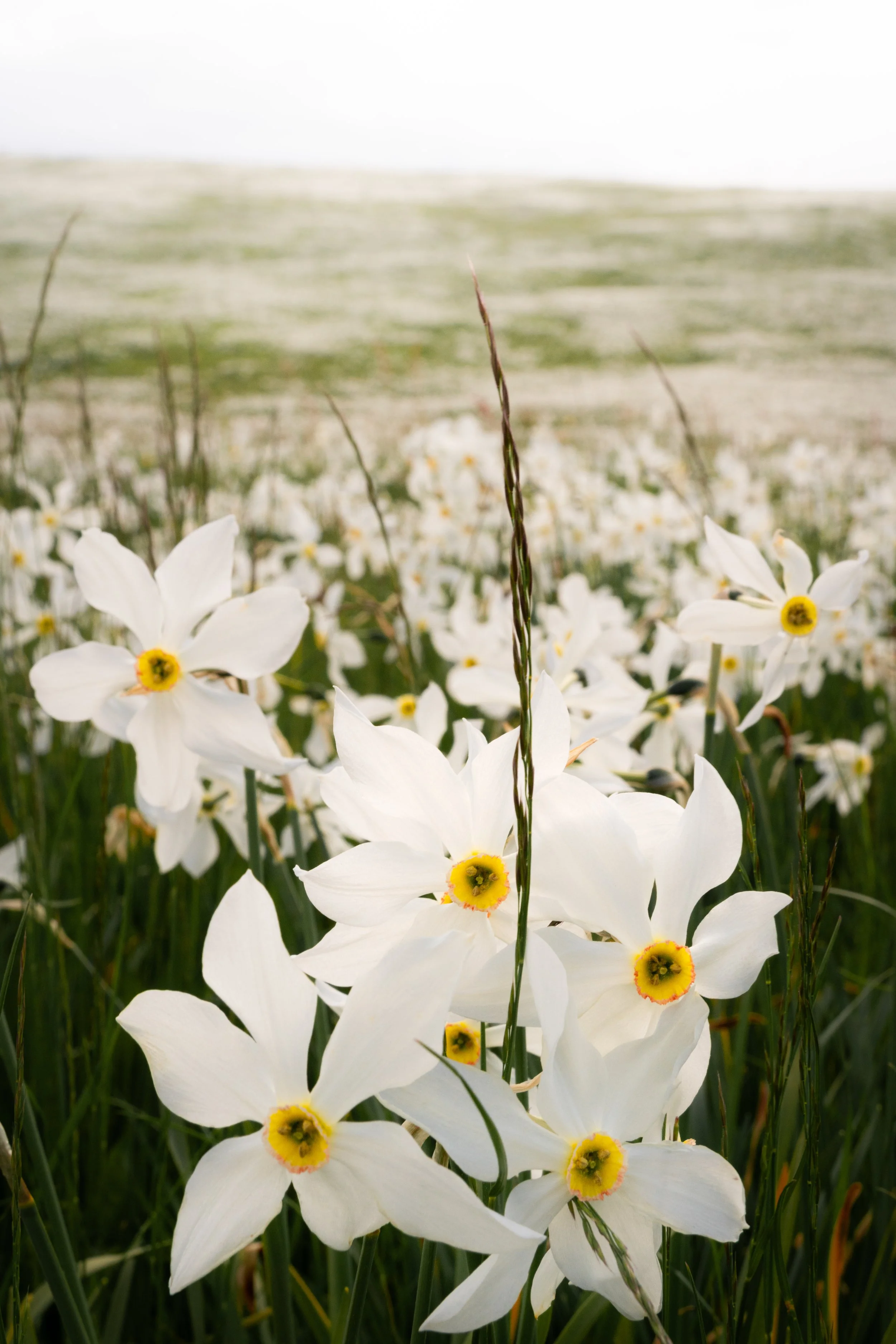 Narcissi.jpg