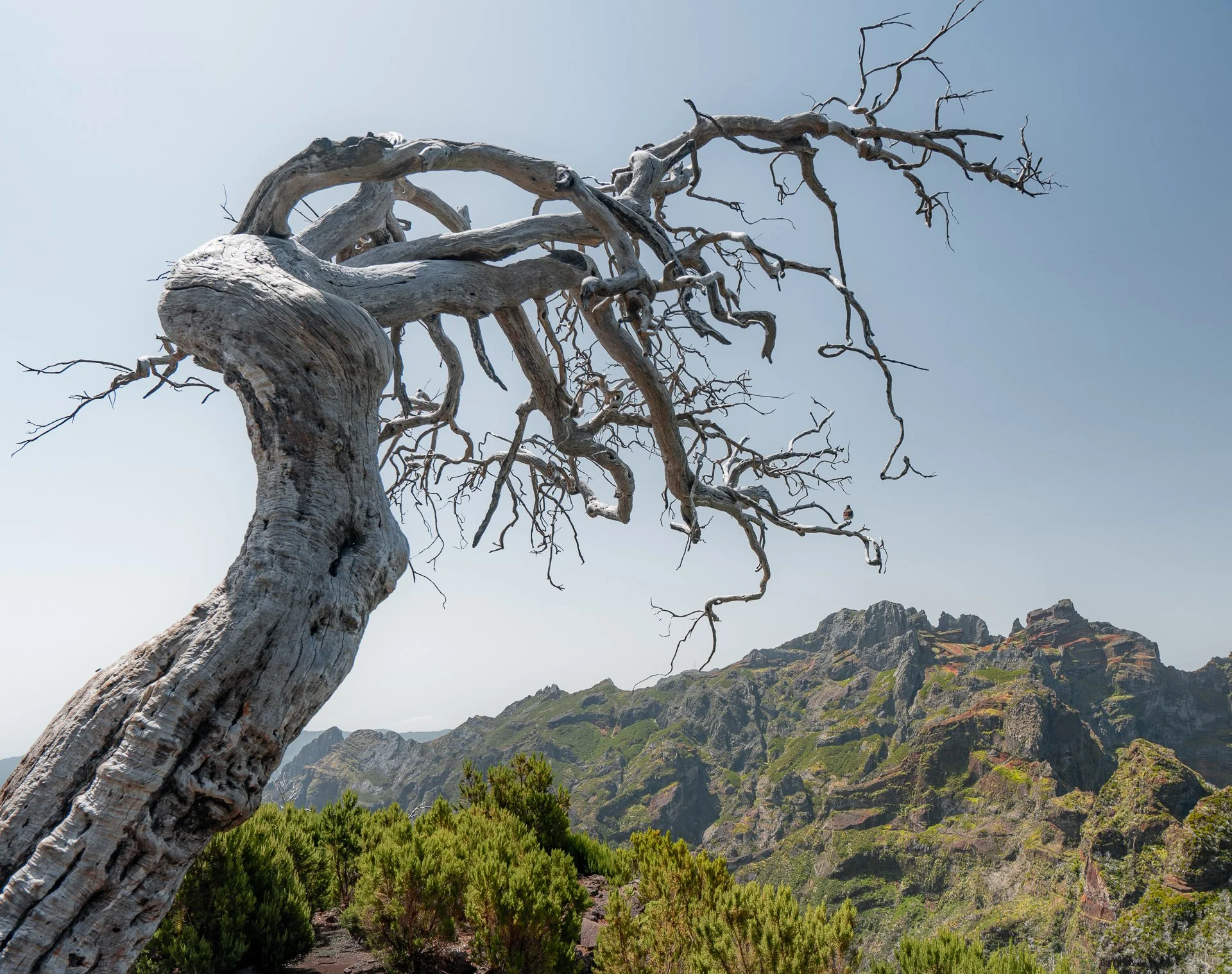 Zoomed tree with bird 2.jpg