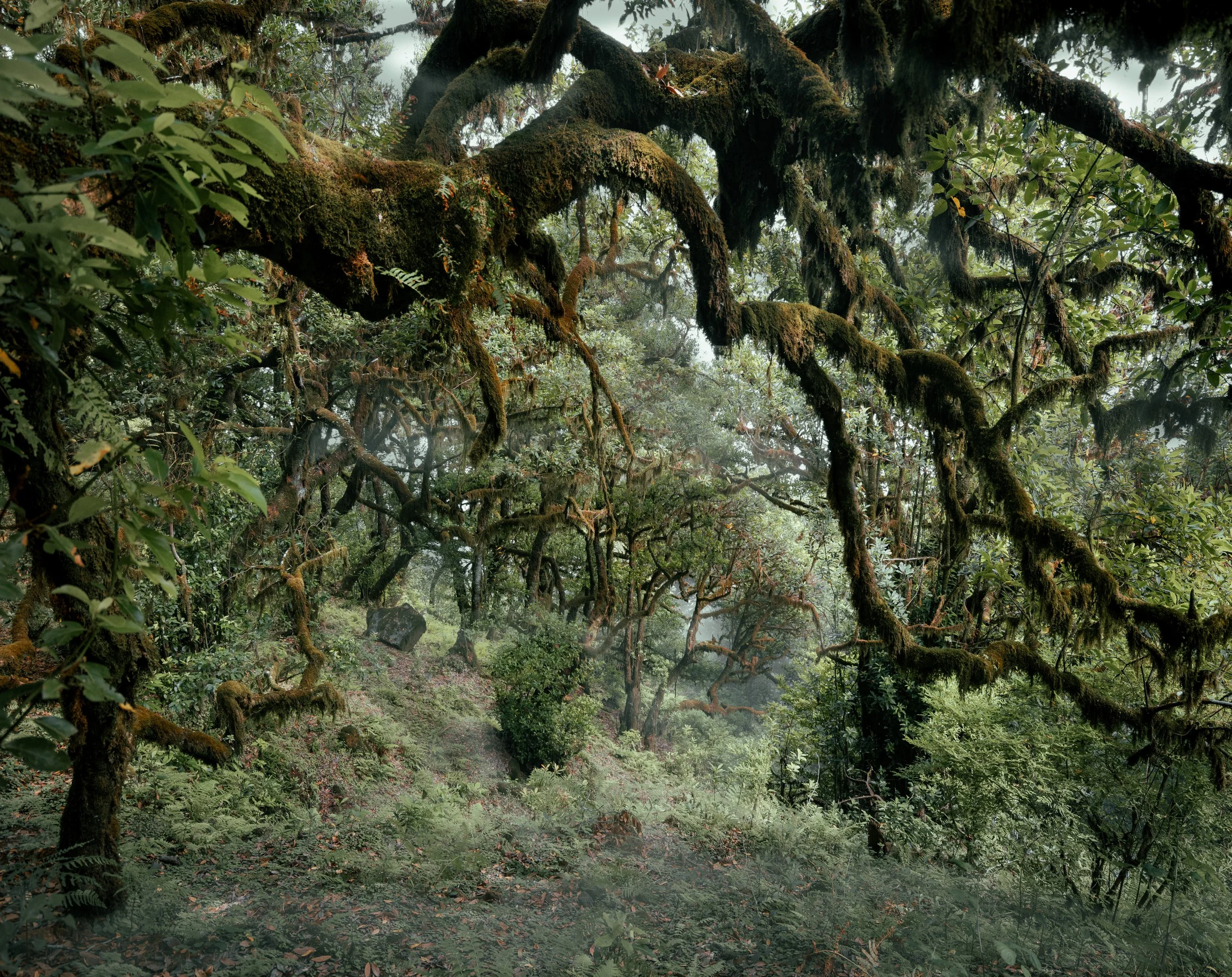 Enchanted forest.jpg