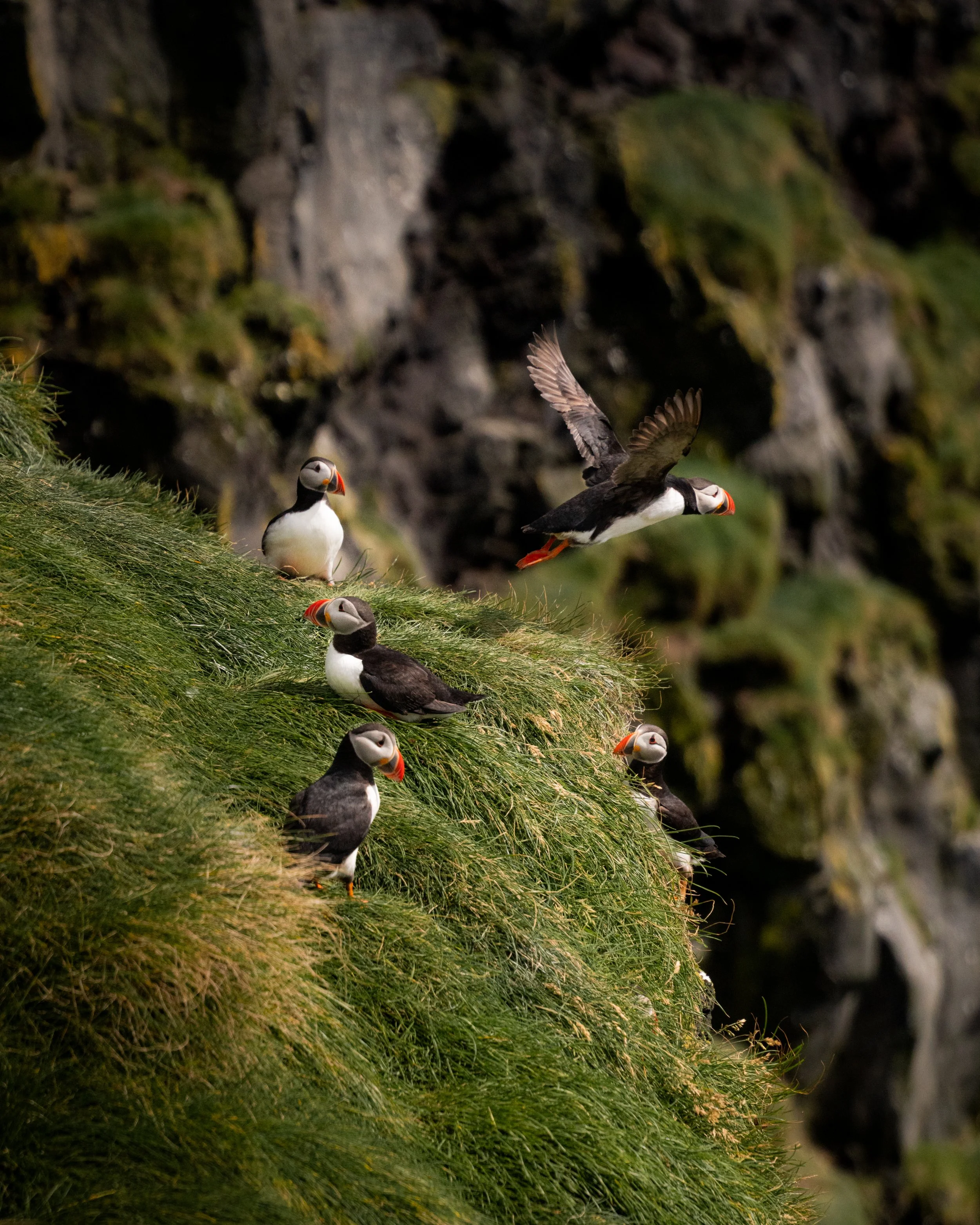 Puffin take flight.jpg