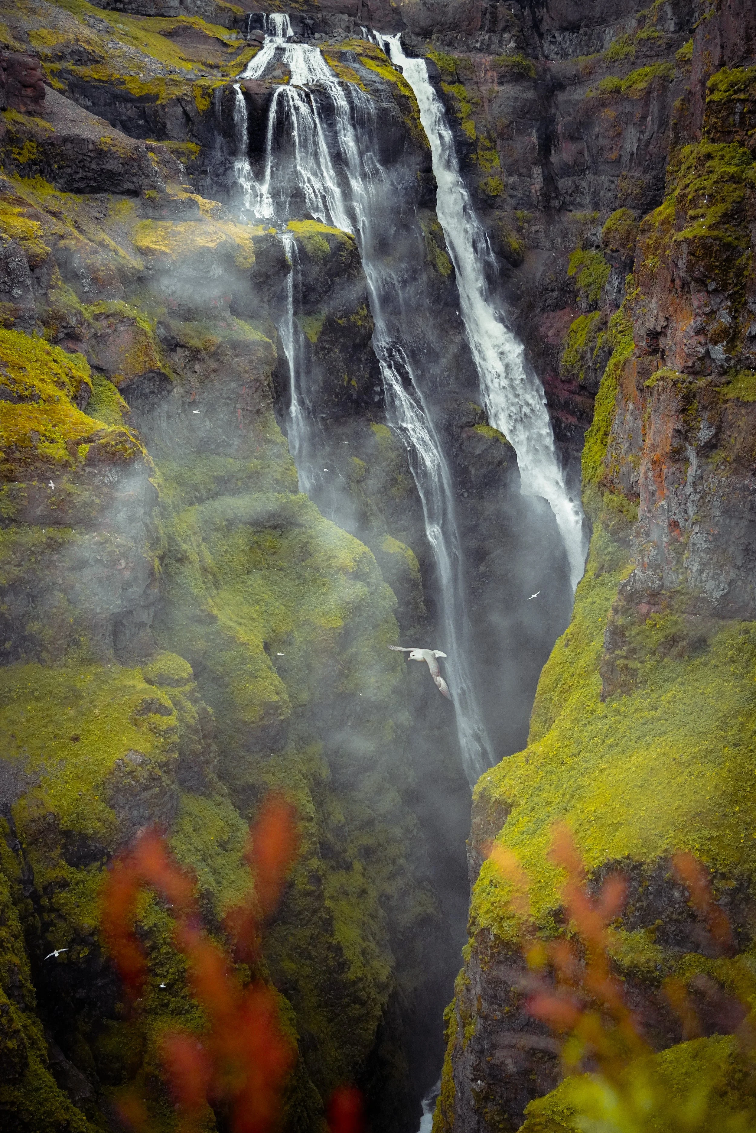 Canyon Waterfall with Seagull-2.jpg