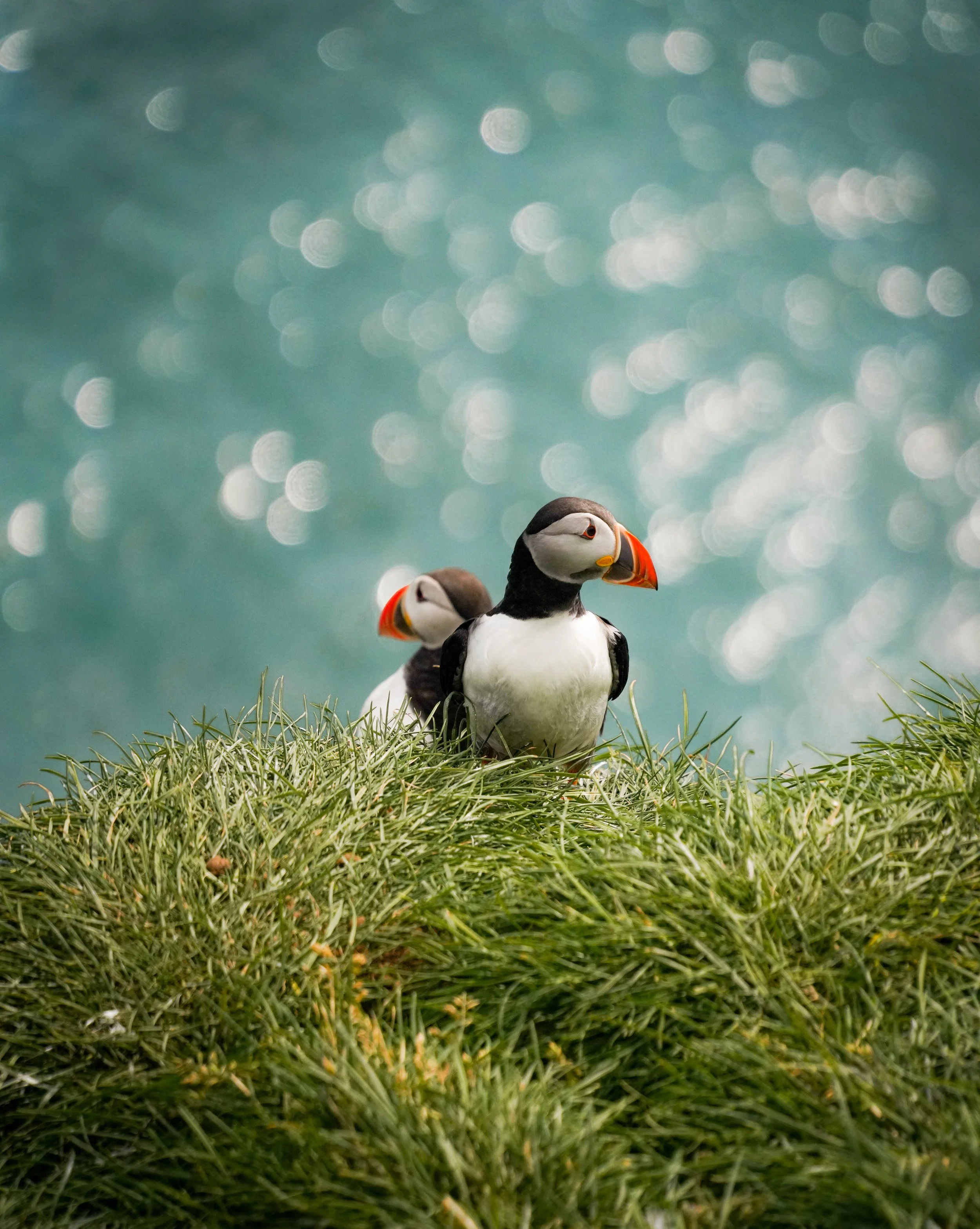 Puffins.jpg