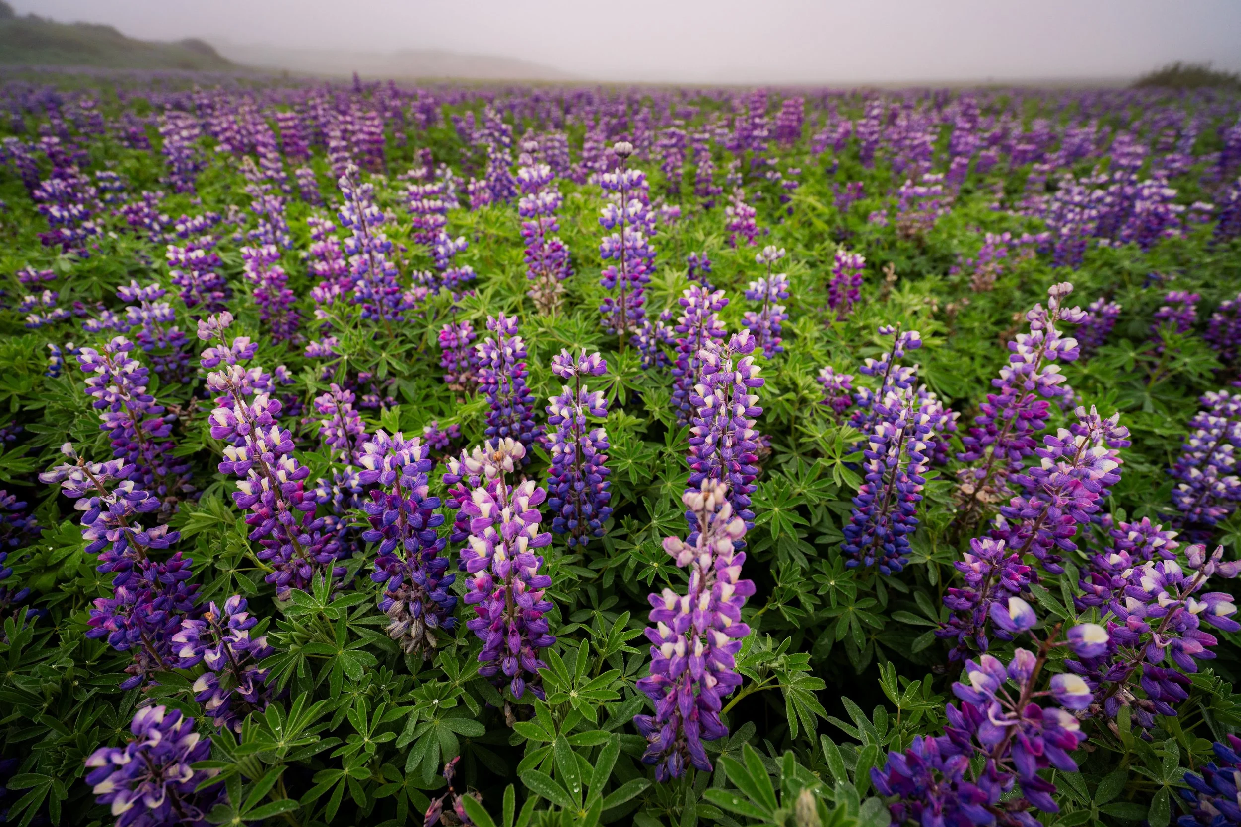 Field of Lupins-3.jpg