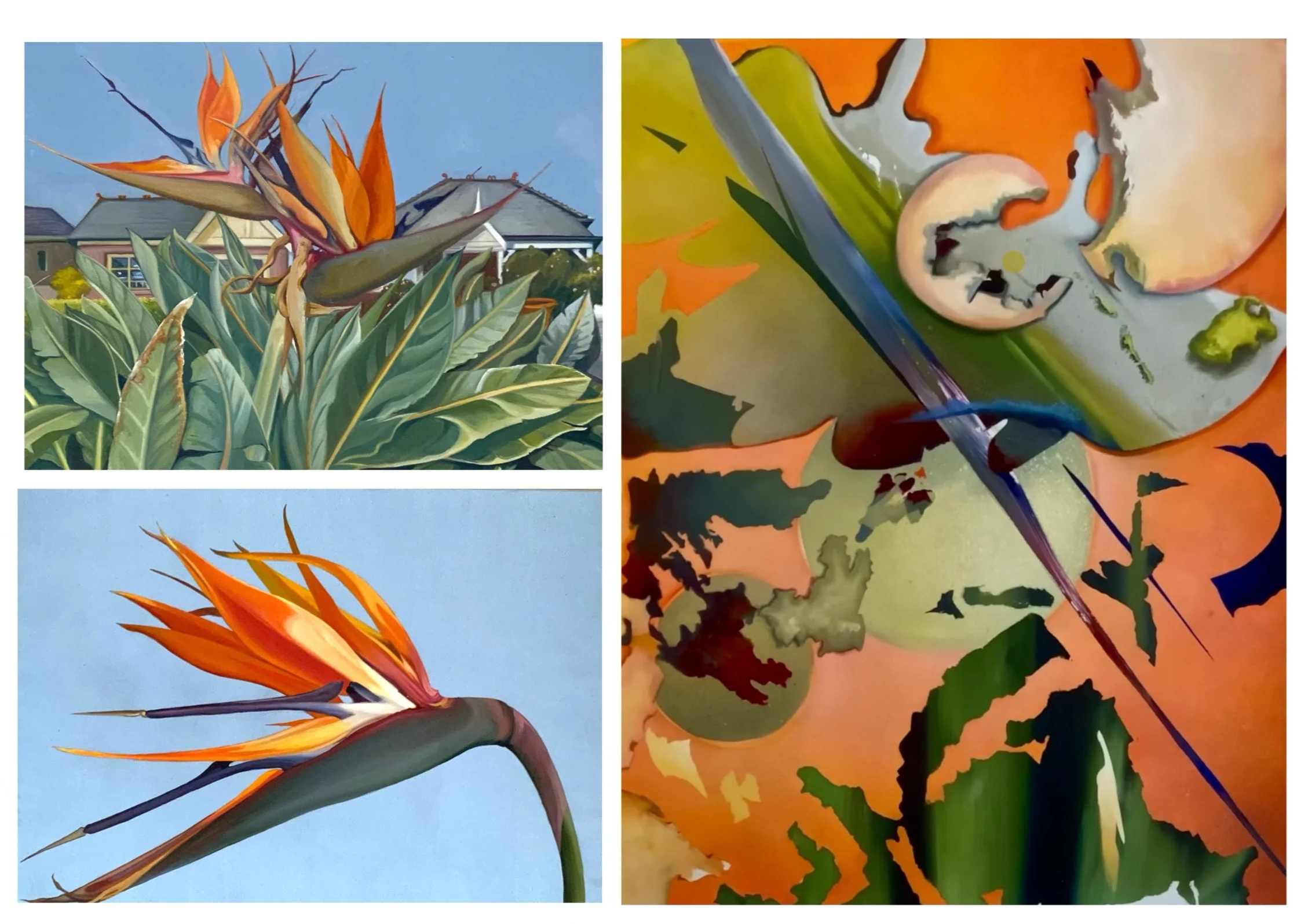 Left top:  Strelizia nicolai (Front Yard), 30 X 42, oil on canvas. Left lower: Strelitzia nicolai, oil on canvas, 42 x 59 cm.. Right: Orange is the New Black, oil on canvas 59 x 42cm