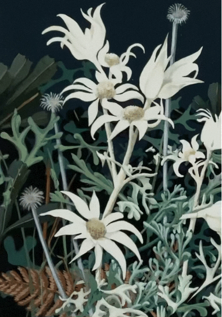 Actinotus helianthi 1. 30cm x 21cm. Acrylic on paper.