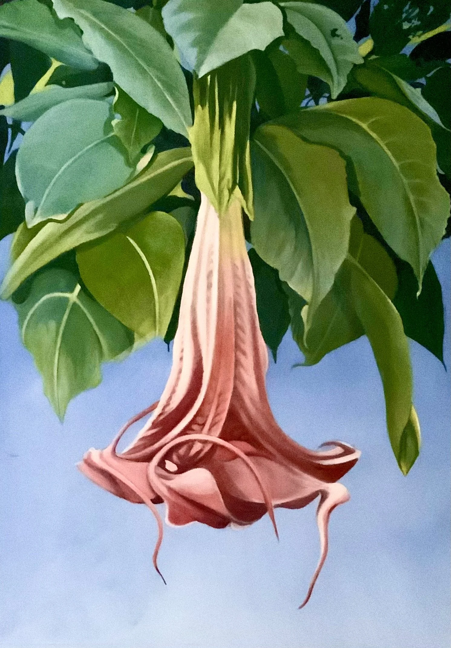 Daitura, oil on paper, 43 x 30 cm,