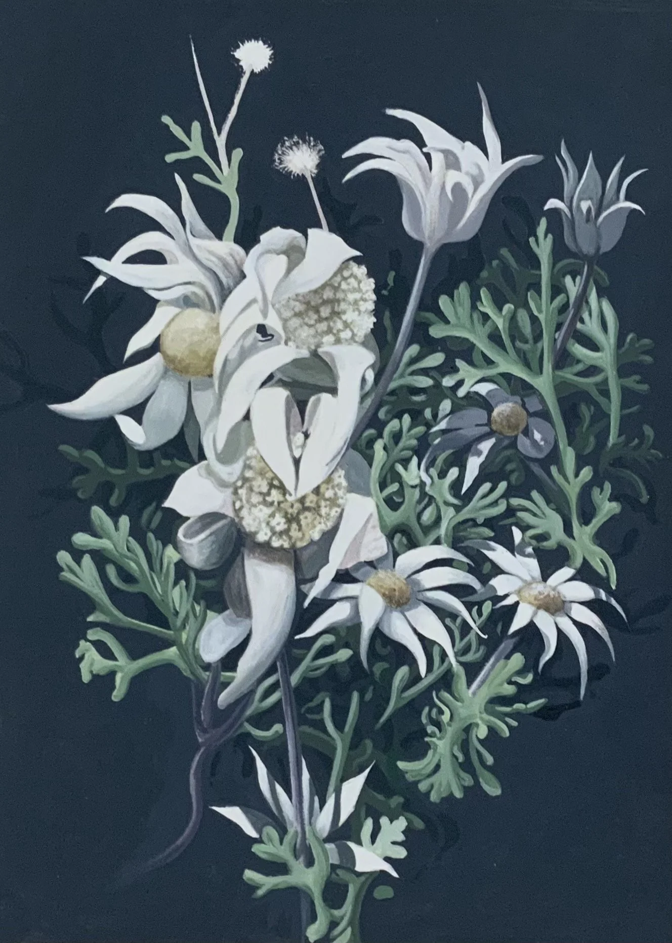 Actinotus helianthi 2. 30cm x 21cm. Acrylic on paper