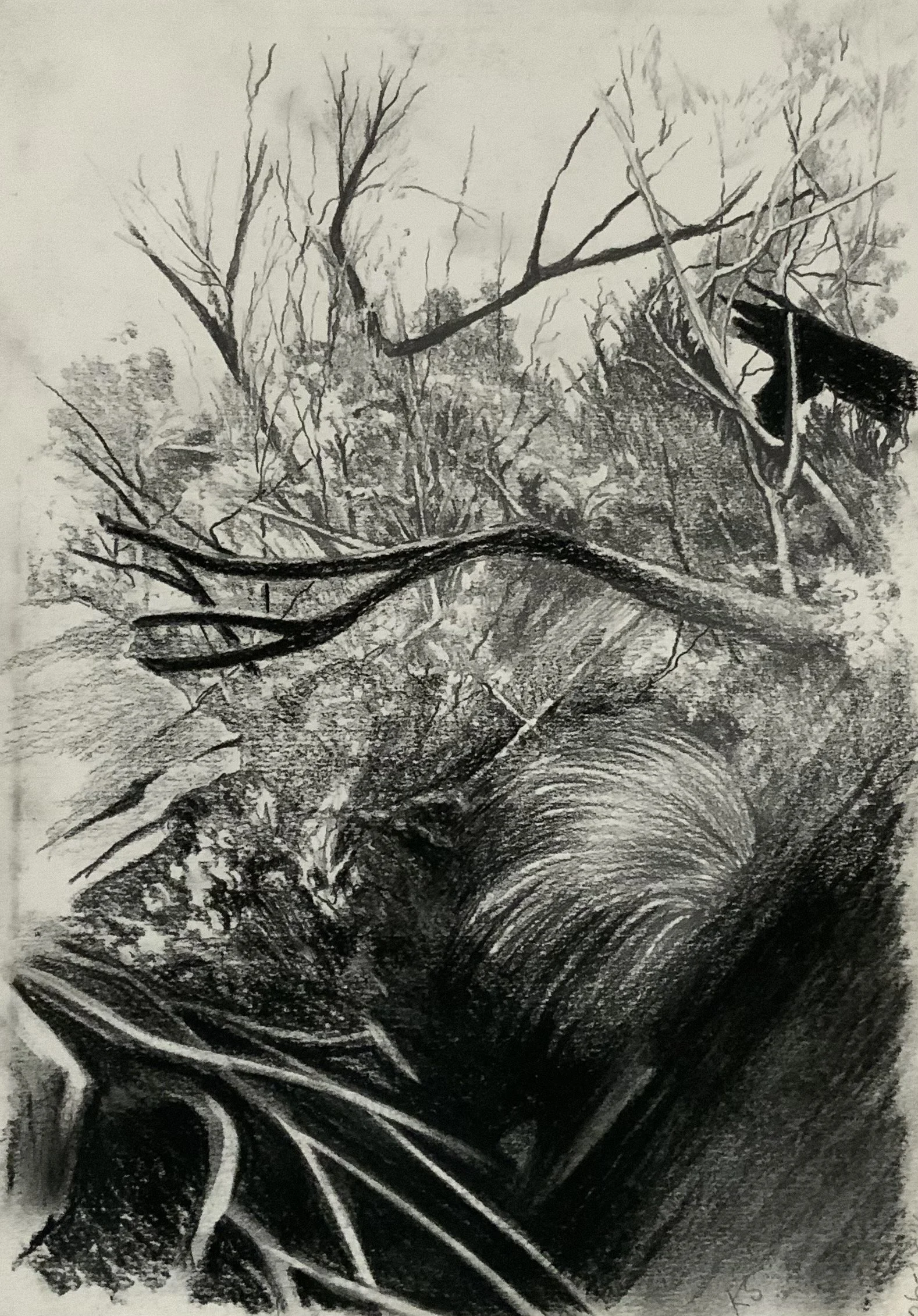 Broulee Island 2025. 30cm x 21cm. Pencil on paper.