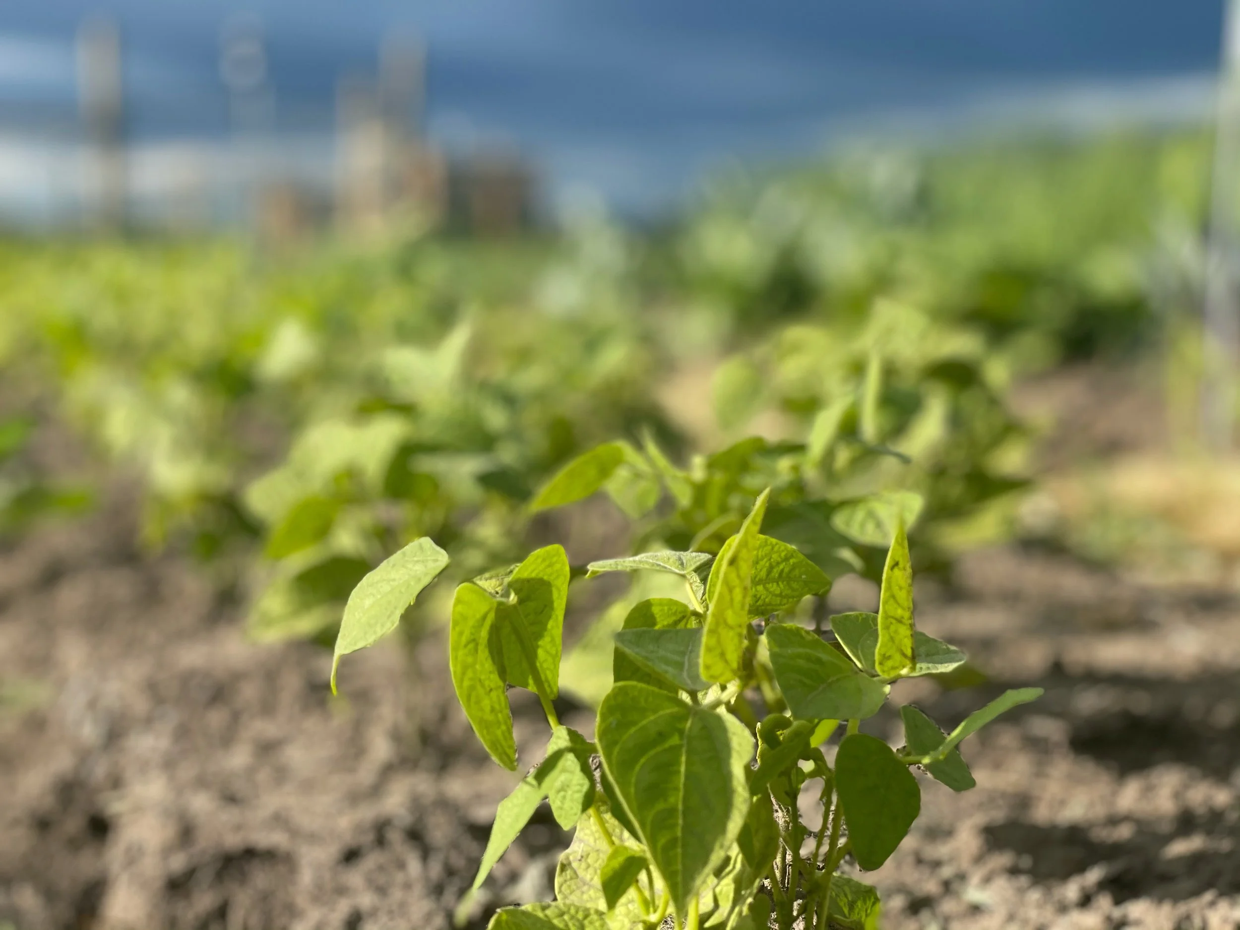 We take healthy food to the next level, we grow our food organically.  All of our compost and fertilizer comes from our farm.  We do not use outside inputs. We never use any chemicals or sprays in our no till system.