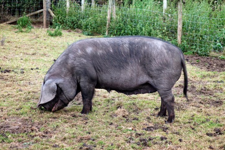 Black Pig .jpeg