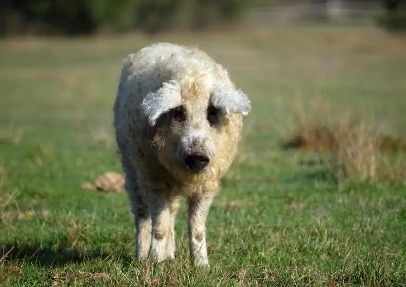 Pork - Whole or Half Hogs available. $6.00/lb ~ hanging weight (does not include butcher fee)