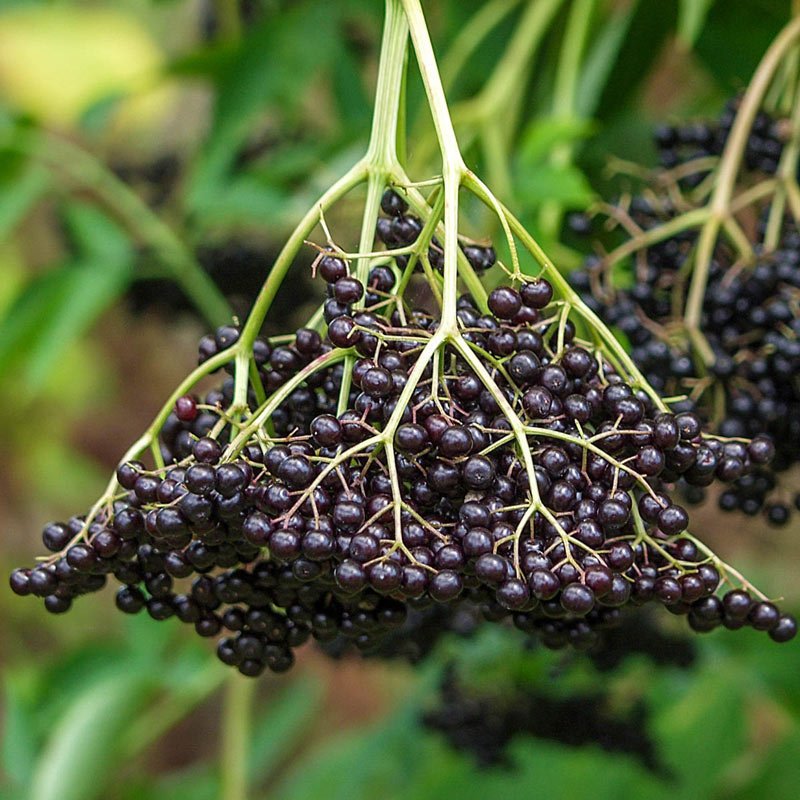 Elderberries.jpeg