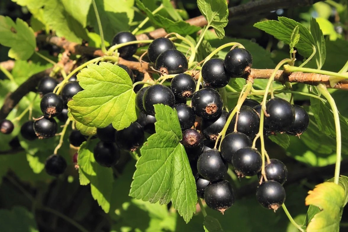 Black Currants.jpeg