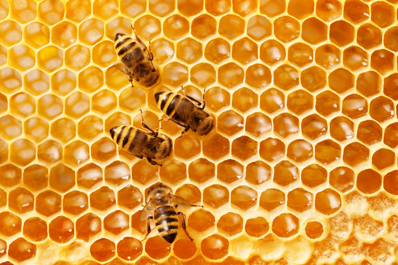honeycomb.jpeg