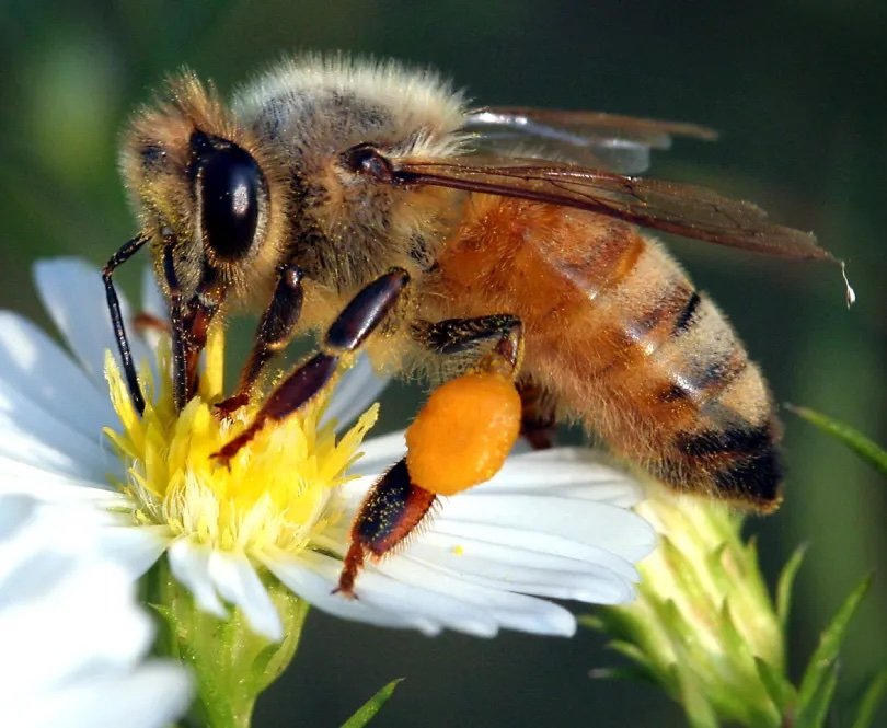 Honey Bee.jpeg