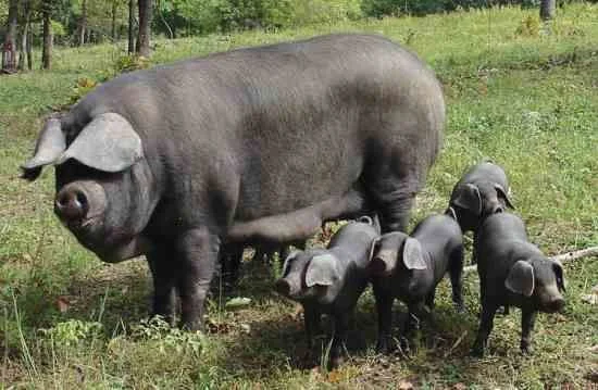 Black Piglets.jpeg
