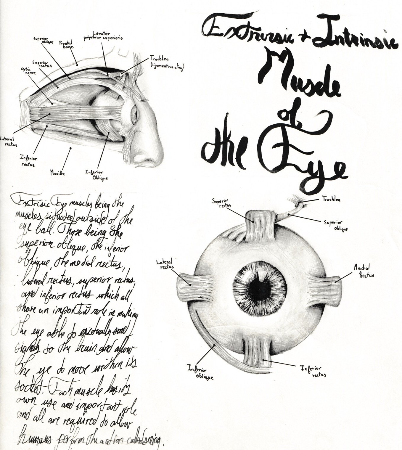 ANATOMY OF THE EYE – Living With Uveitis