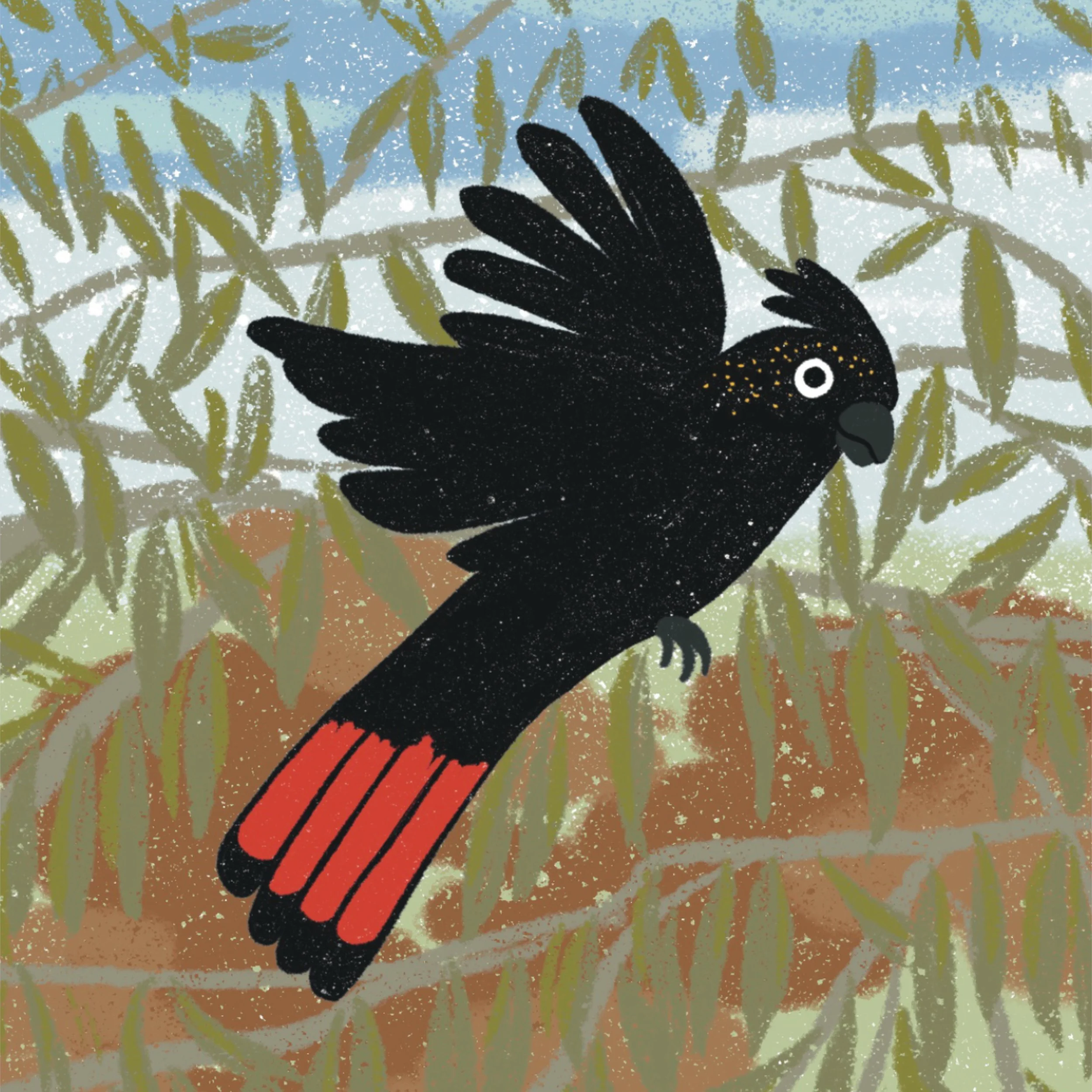 Cocky_Illo_website.jpg