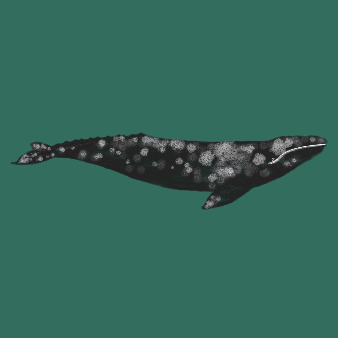 Baby whale.jpg