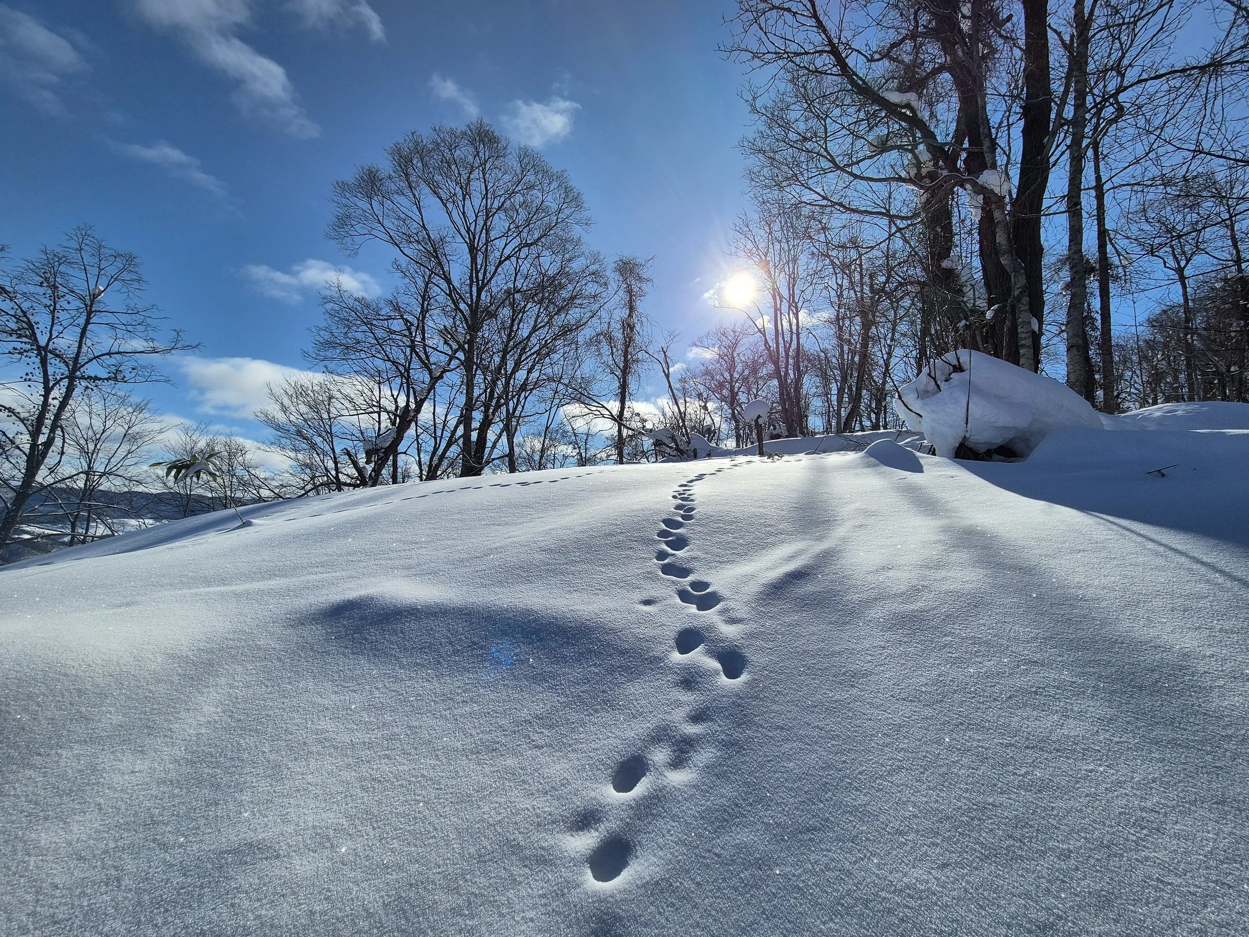 Winter landscape with fresh snow, animal footprints, and bare trees under sunlight and blue sky.
