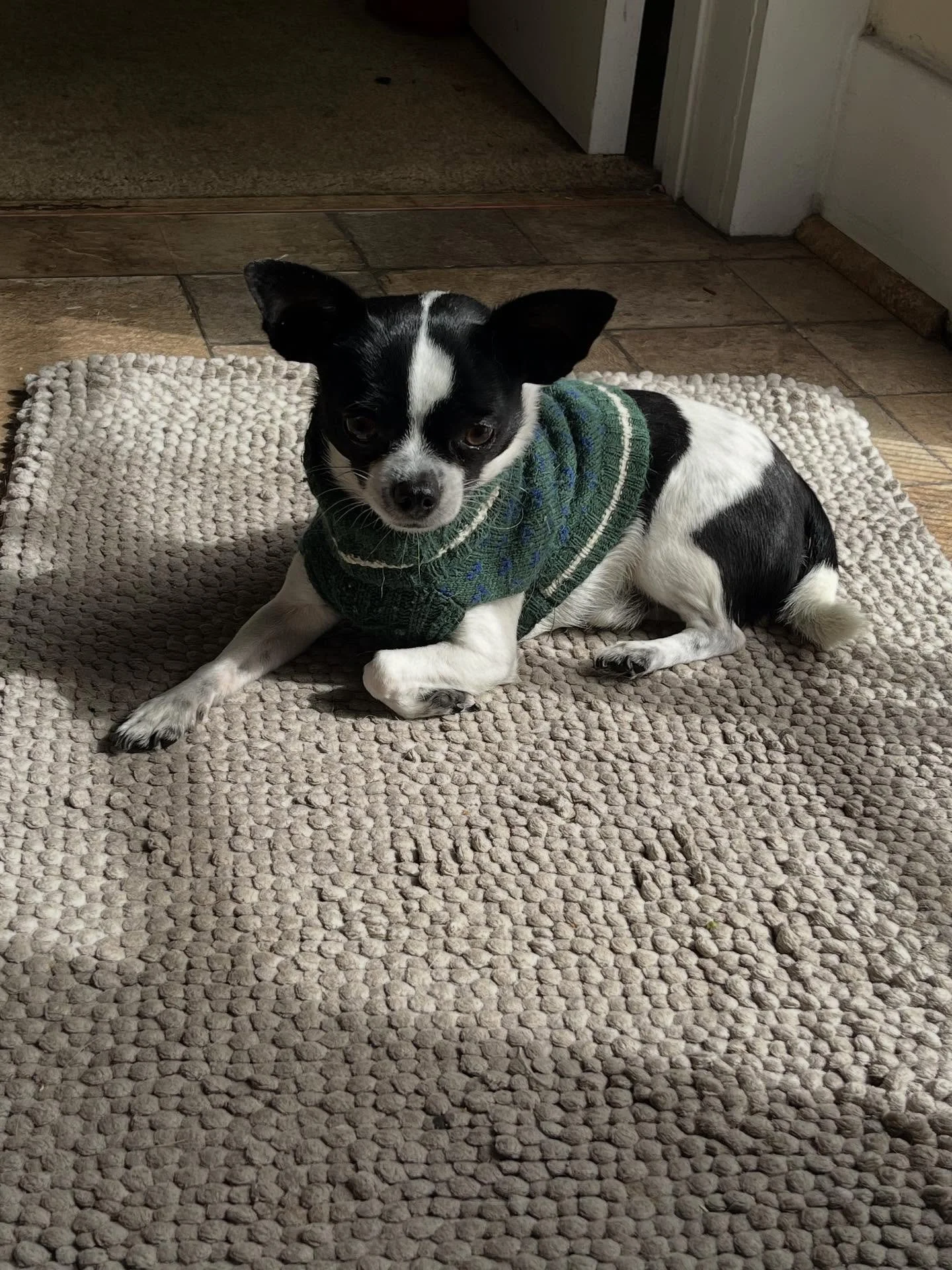 🍁 Sweater weather in the LBC
#chihuahuasofinstagram
#pauliepickles
.
.
.