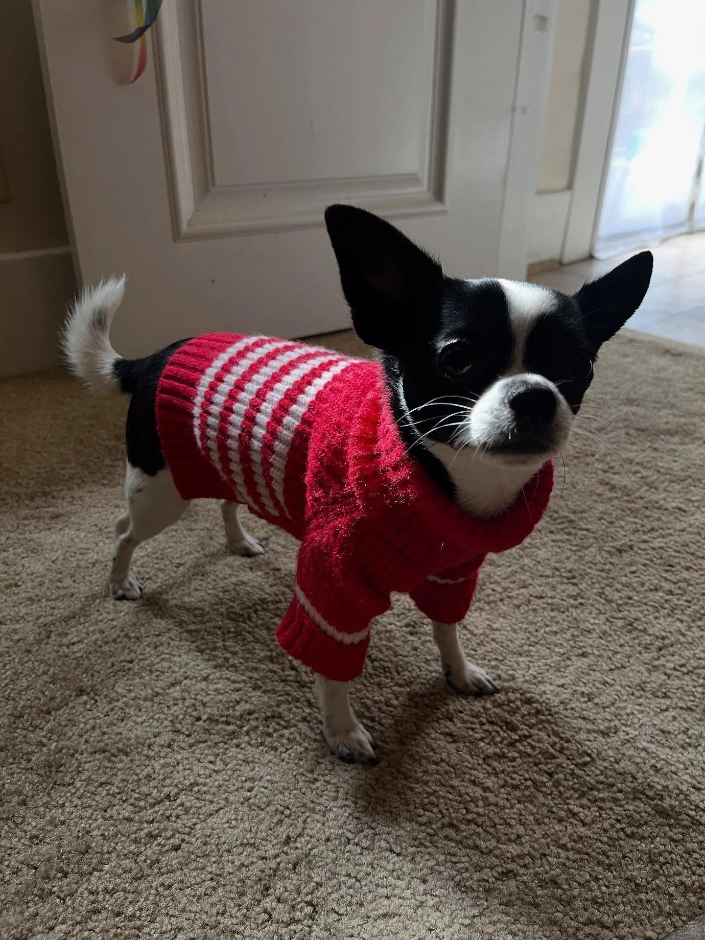 🌧️ Paulie is ready for this next storm rolling into Southern California
