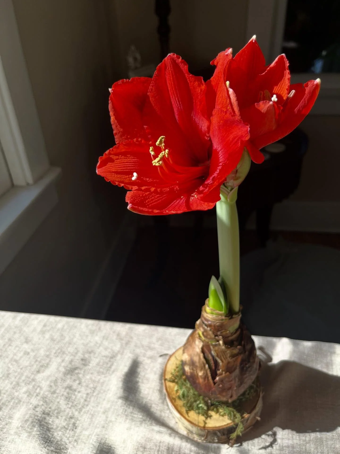 ❤️ Blooming beautifully