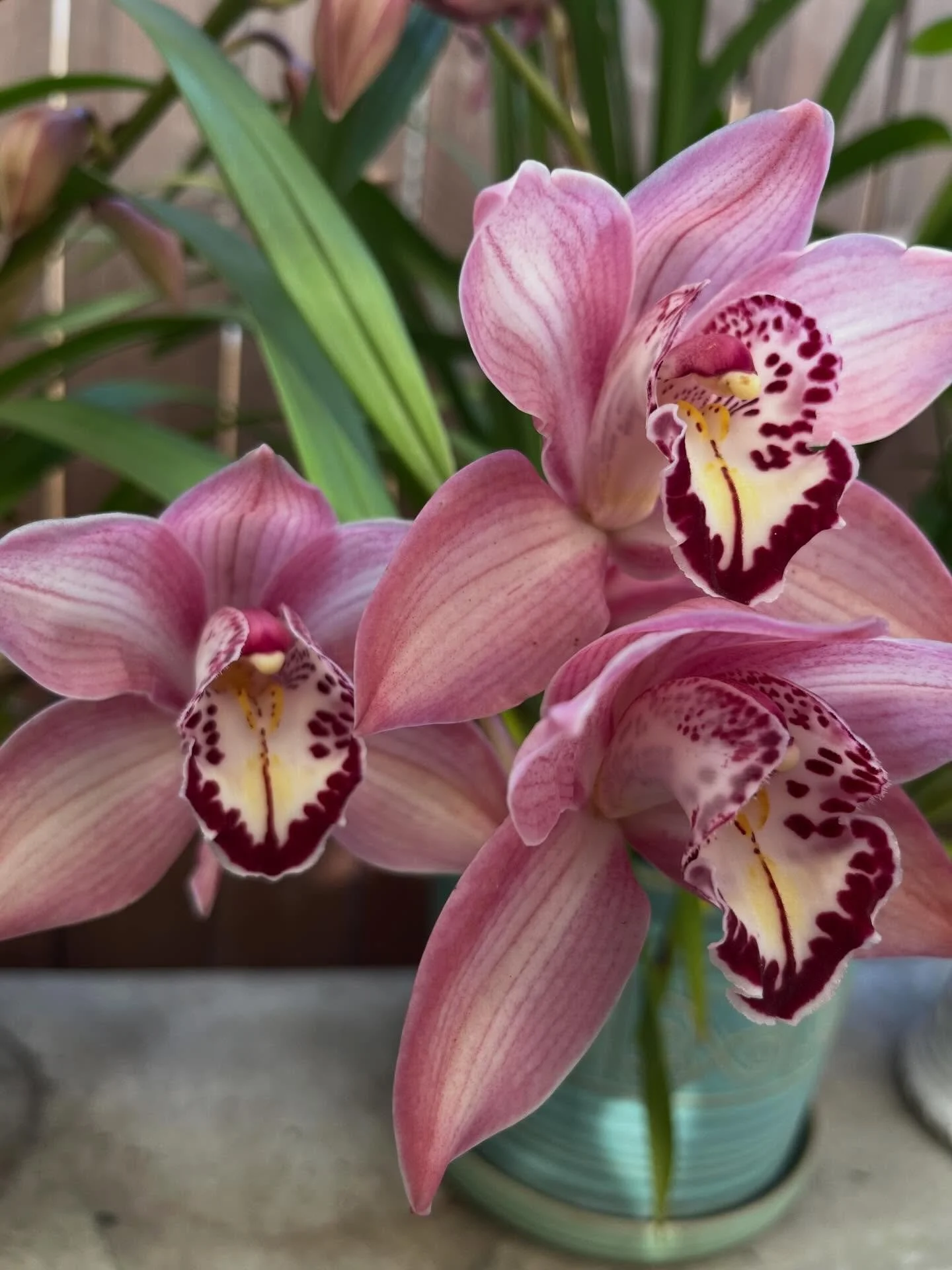 These orchids have lived a long life before landing with me.

They belonged to my grandmother, who passed when I was ten. After that, my mom cared for them. Then my sister did. When my sister moved to Mexico, they became mine.

When I brought them ho