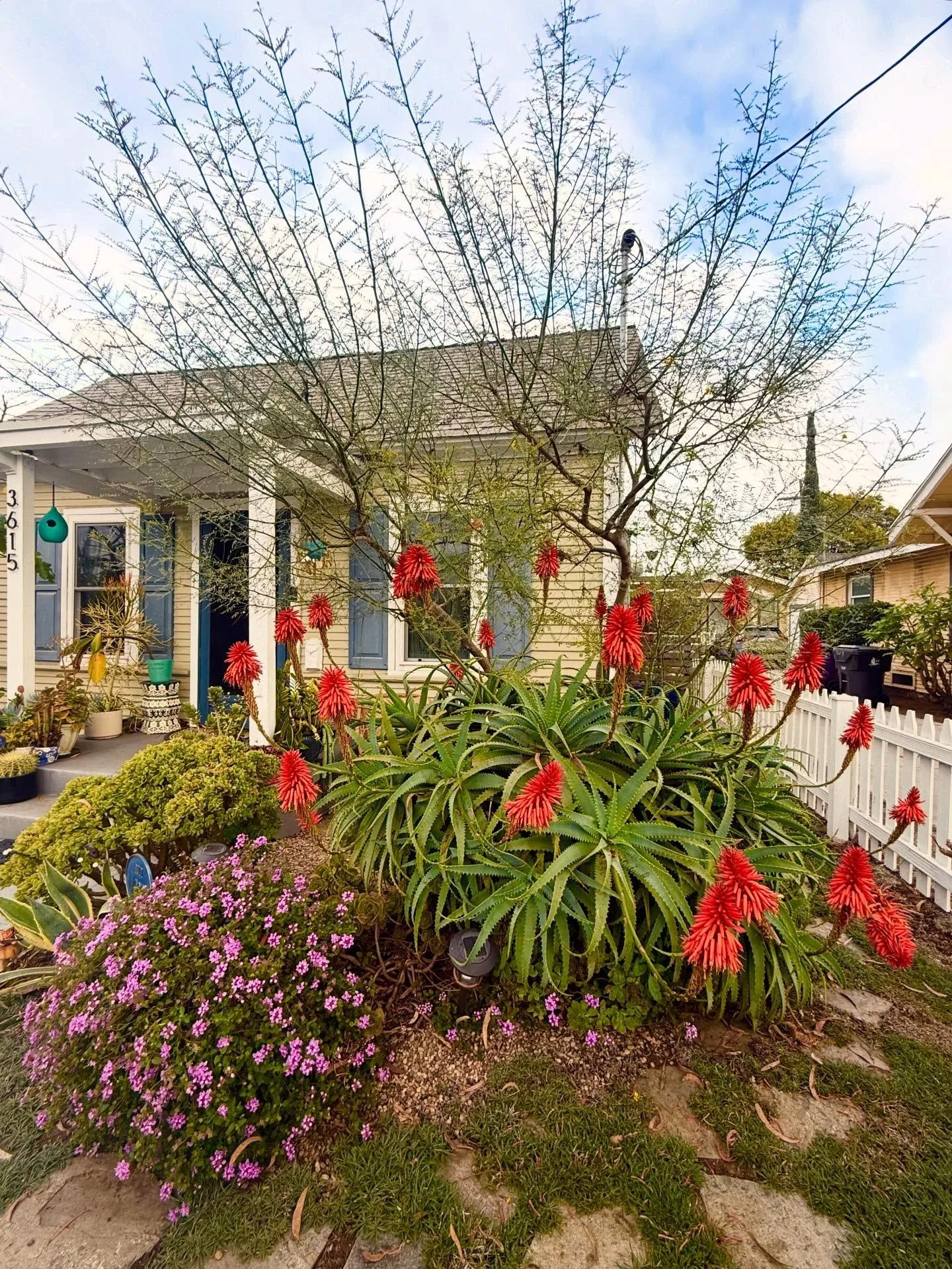 ✨My neighbor&rsquo;s glorious aloe plant #eastside #longbeach