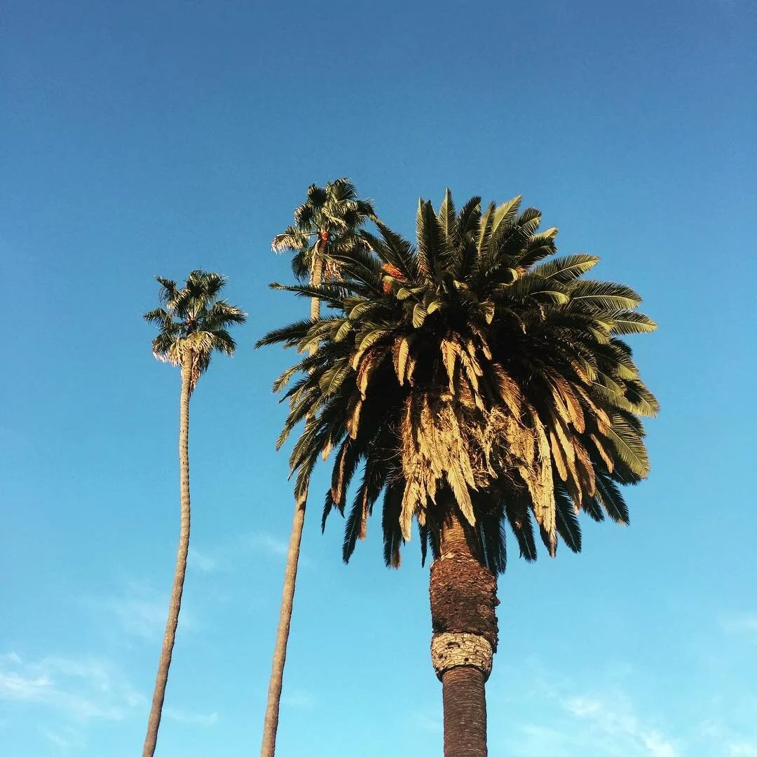 Days after Christmas weather 🎅🏽 #palmtrees #backyard #patio #weather #christmas