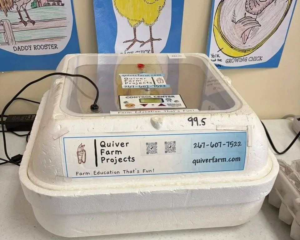 12 eggs in the incubator