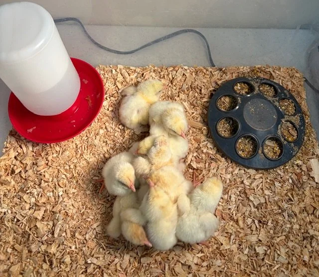 A full hatch!