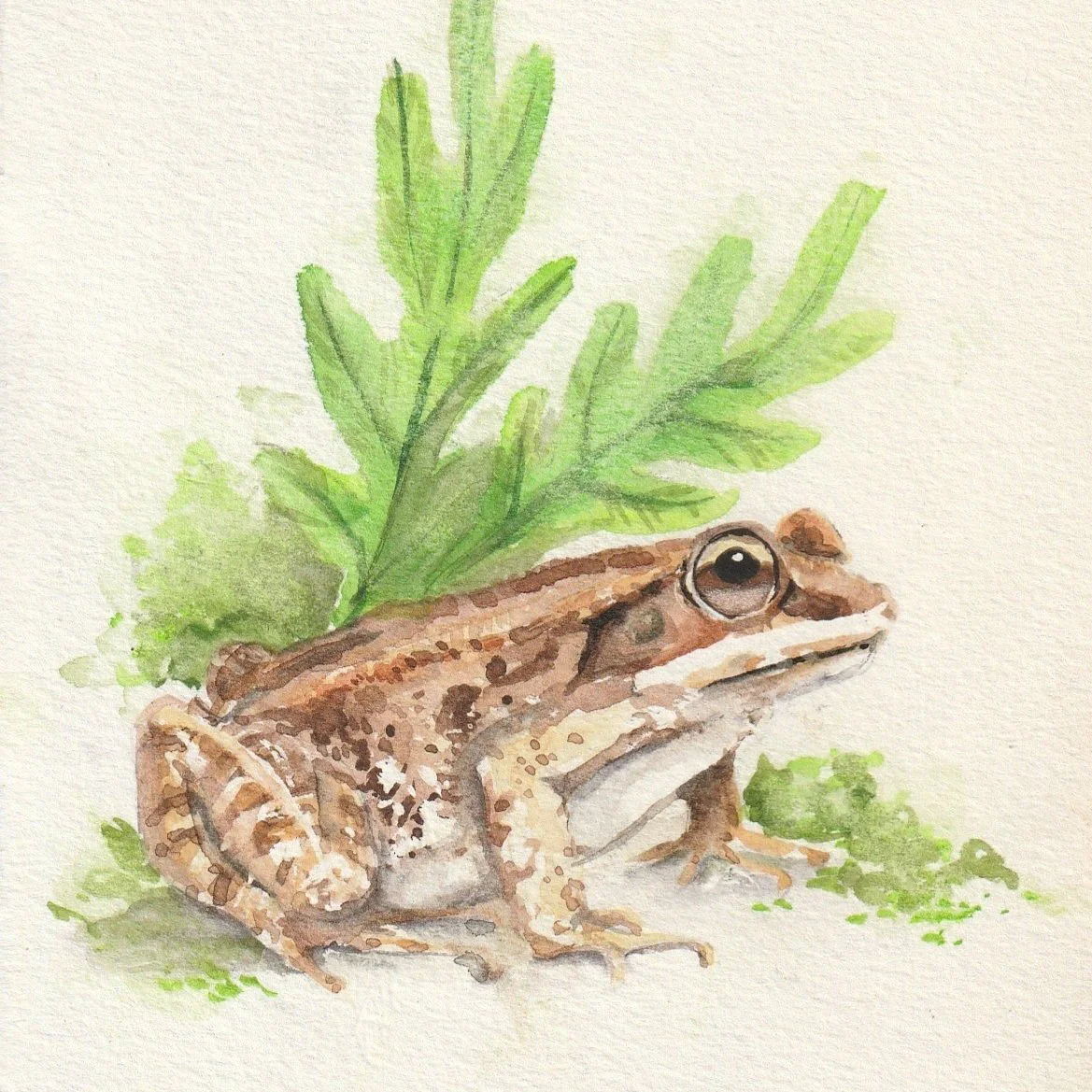 woodfrogoriginal.jpg
