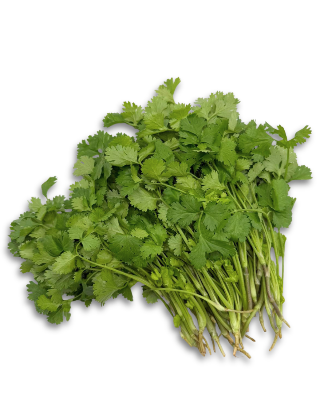Coriander