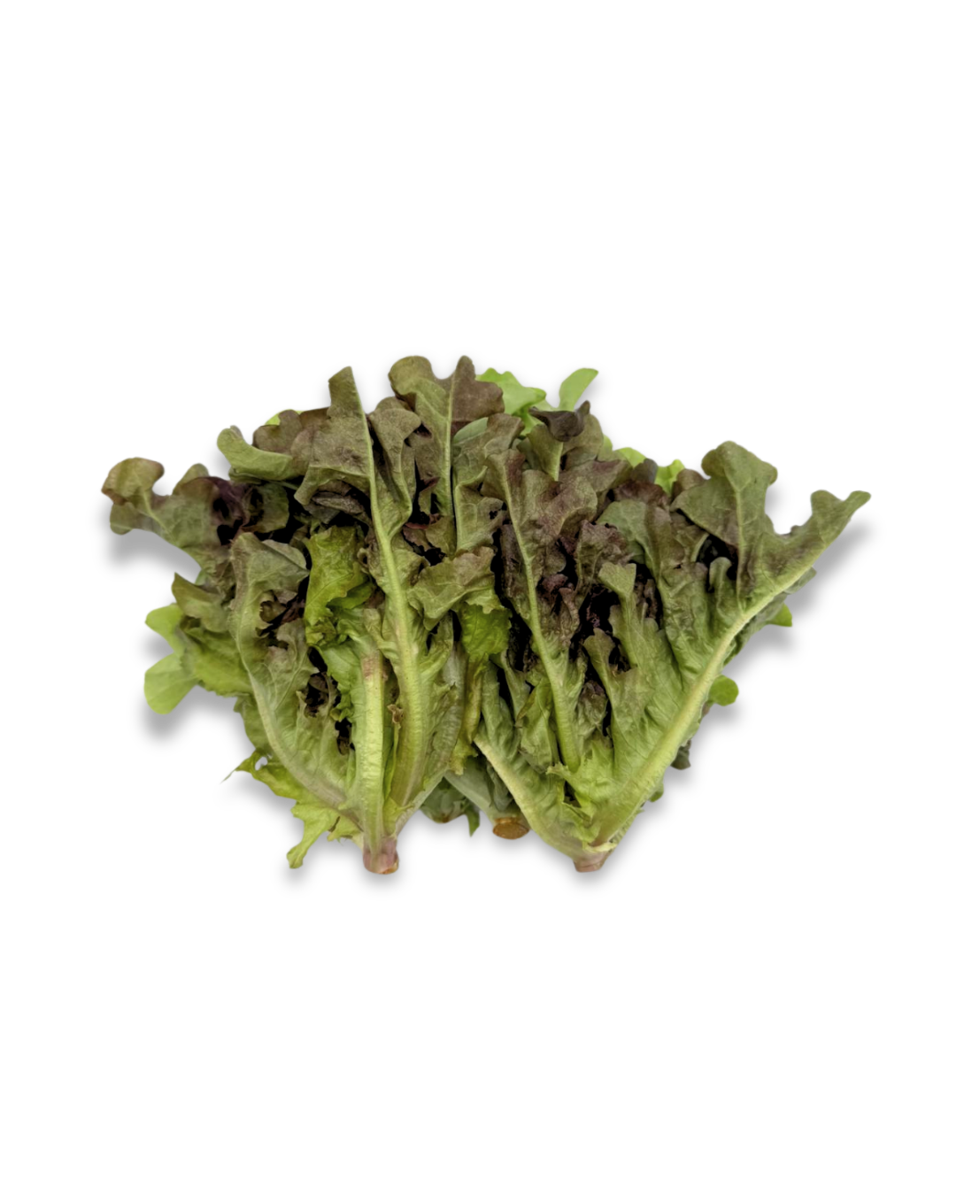 Batlavia Lettuce 2.png