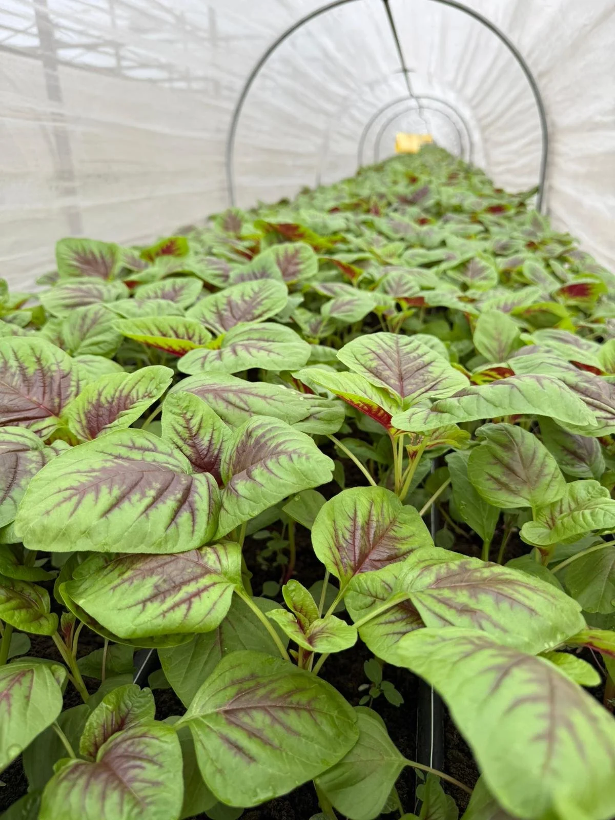 Why Locally Produced Vegetables Matter in Singapore