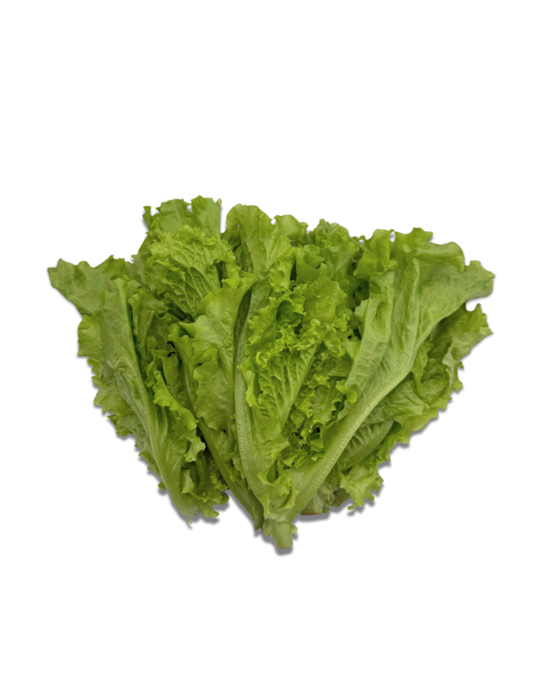 Green Leaf Lettuce 1.png