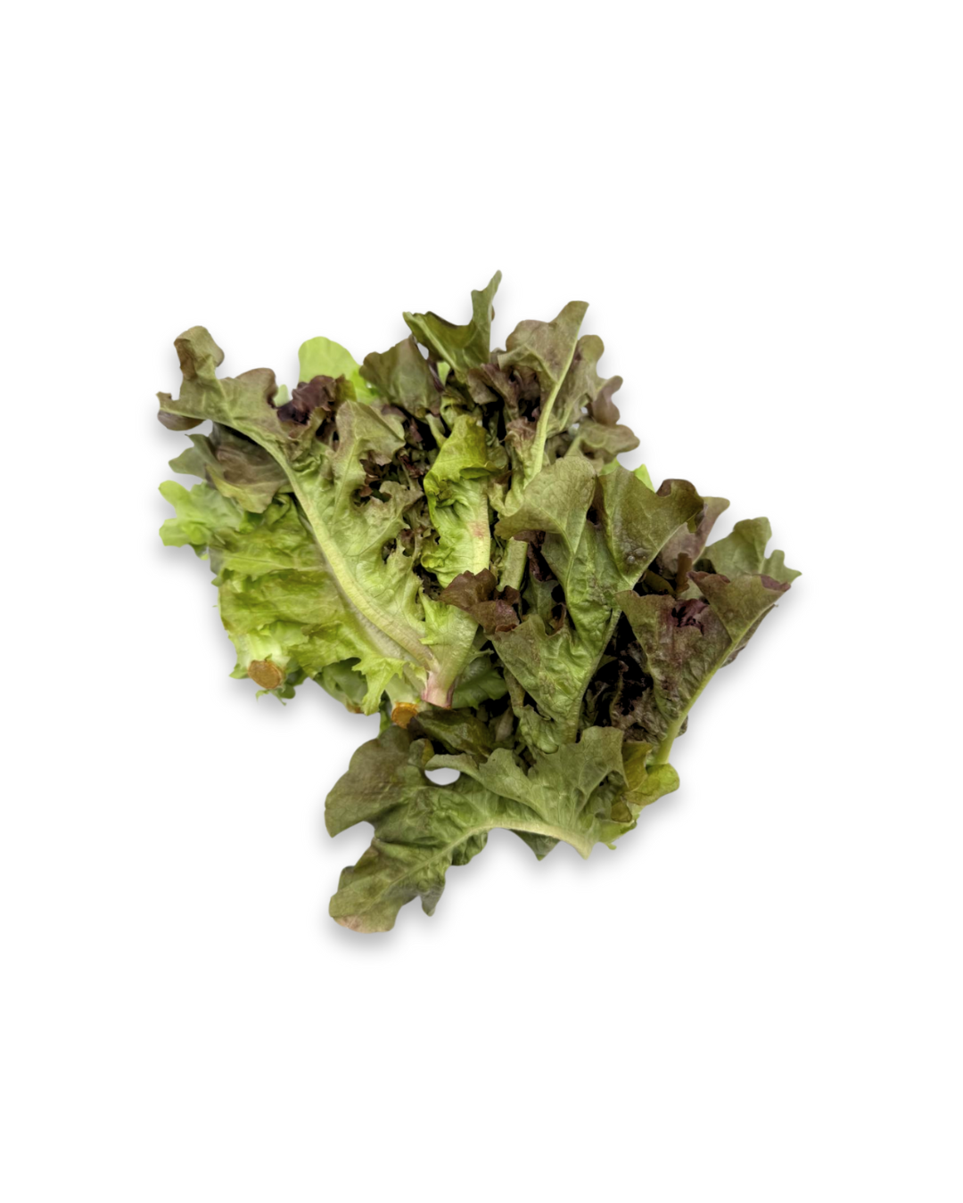 Batlavia Lettuce 1.png