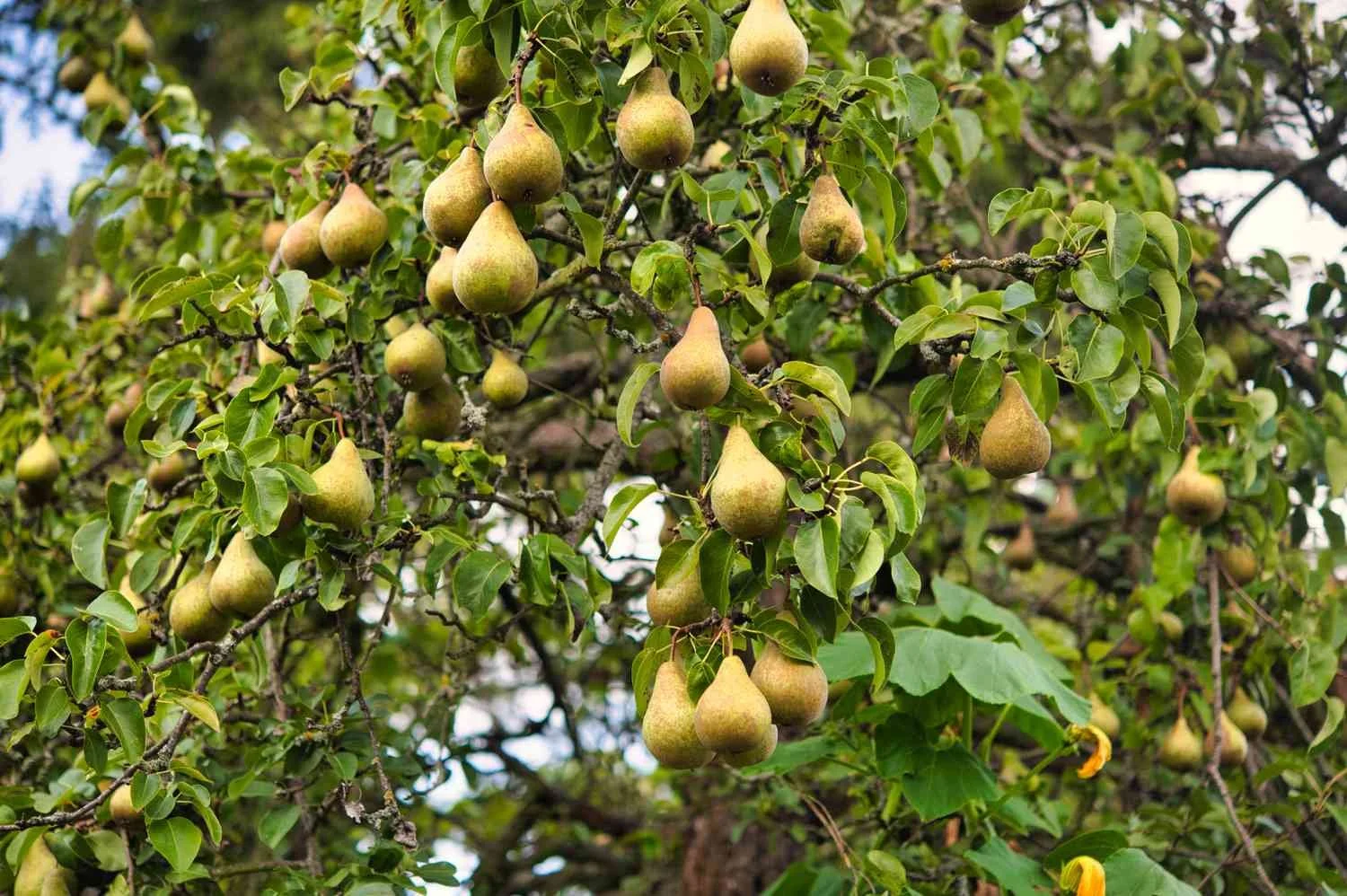 Pear - Bartlett