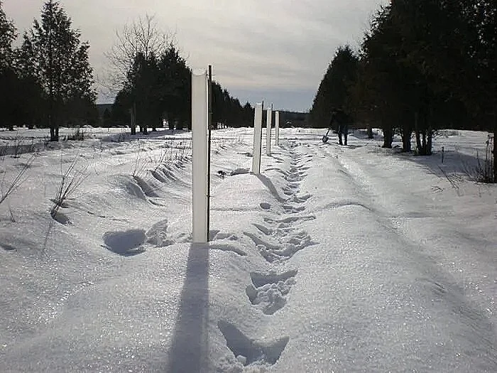tree_tube_10-700x525.jpg
