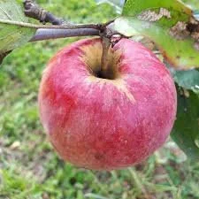 Apple - Northern Spy