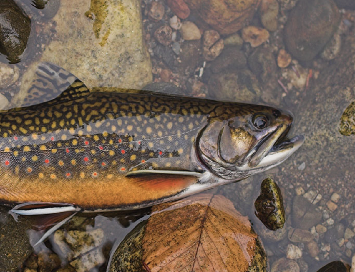 Brook Trout - Bag of 25