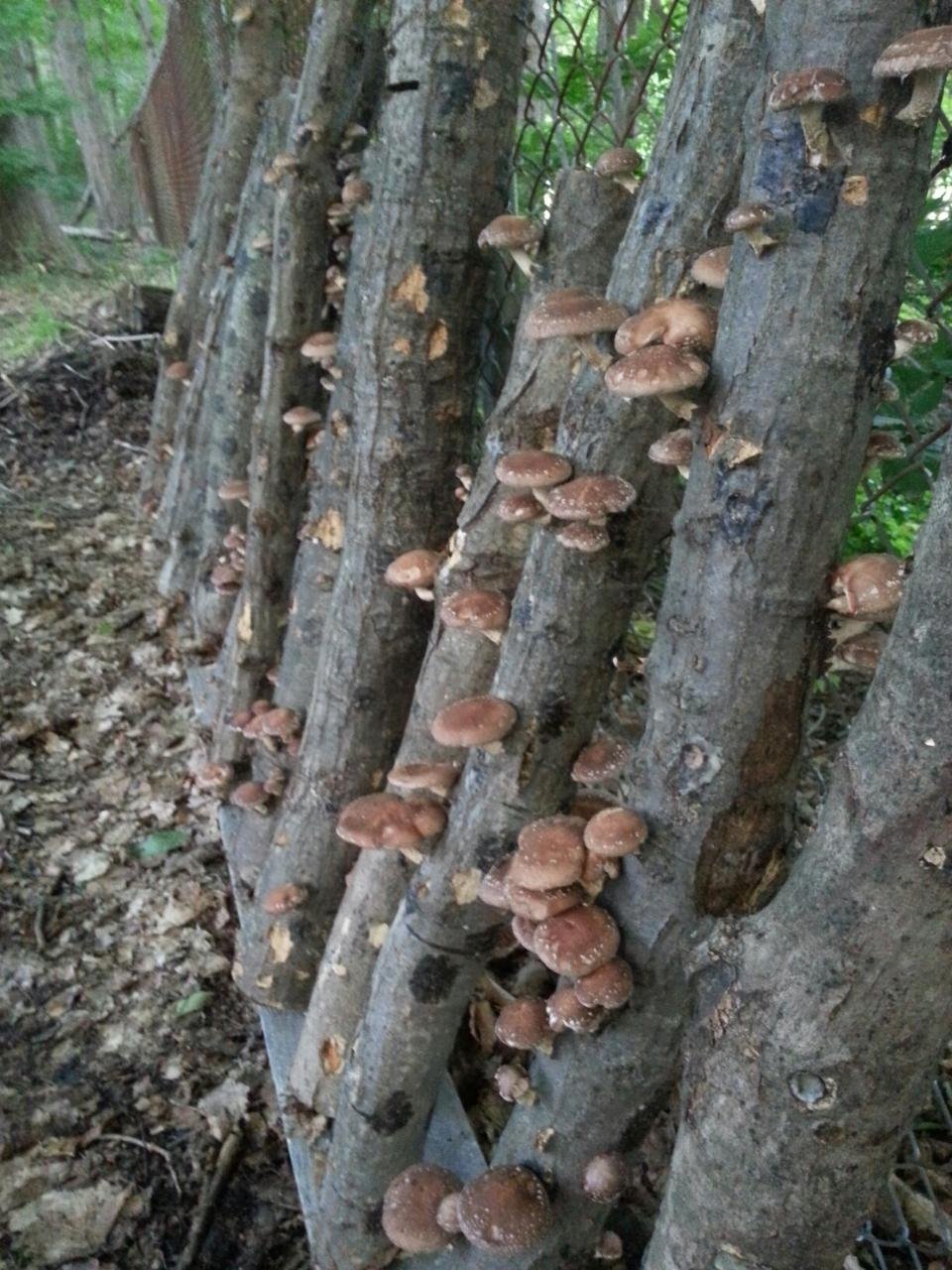 Shiitake Mushroom Log