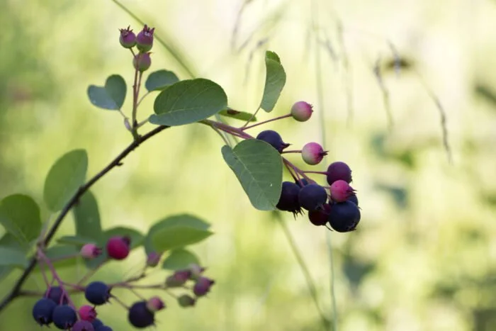 Serviceberry